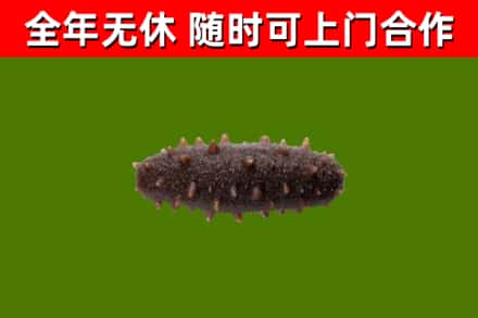 白银回收海参干
